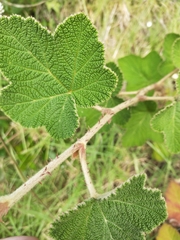Rubus rugosus