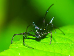 Micrathena pilaton