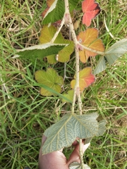 Rubus rugosus