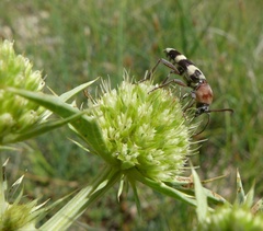 Chlorophorus trifasciatus