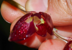 Pleurothallis restrepioides