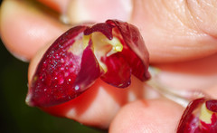 Pleurothallis restrepioides