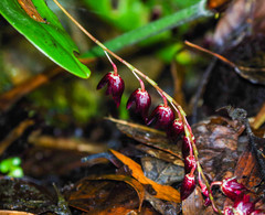 Pleurothallis restrepioides