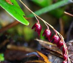 Pleurothallis restrepioides