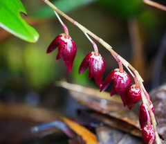 Pleurothallis restrepioides