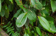 Pleurothallis restrepioides