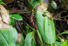 Pleurothallis restrepioides