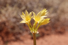 Crinum flaccidum