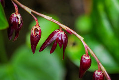 Pleurothallis restrepioides
