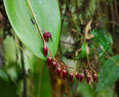 Pleurothallis restrepioides