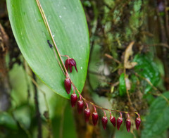 Pleurothallis restrepioides