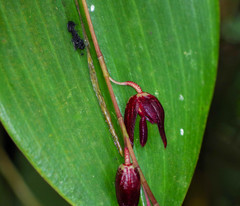Pleurothallis restrepioides