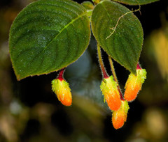 Columnea strigosa