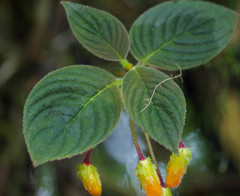 Columnea strigosa