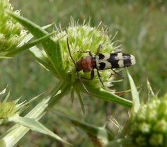 Chlorophorus trifasciatus