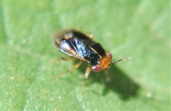 Geocoris flavilineus