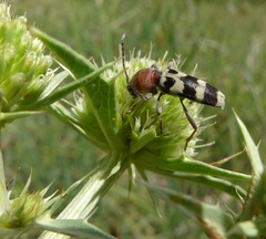 Chlorophorus trifasciatus