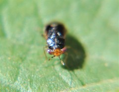 Geocoris flavilineus