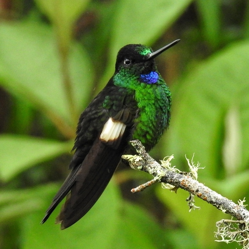 Buff-Winged Starfrontlet