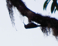 Lepidocolaptes lacrymiger