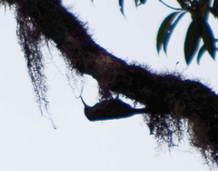 Lepidocolaptes lacrymiger