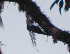 Lepidocolaptes lacrymiger