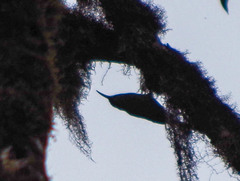 Lepidocolaptes lacrymiger