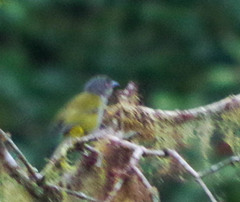 Chlorospingus semifuscus