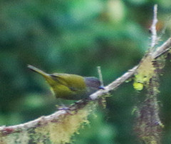 Chlorospingus semifuscus