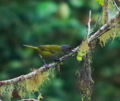 Chlorospingus semifuscus