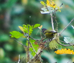 Chlorospingus semifuscus