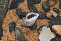 Agnewia tritoniformis