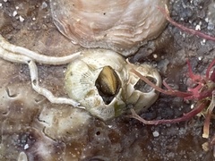 Brachidontes