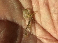 Caprella