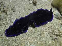 Pseudoceros caeruleocinctus