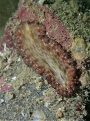 Pseudobiceros fulgor