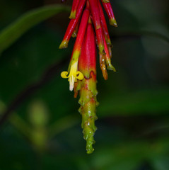 Guzmania garciaensis