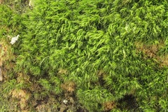 Paraleucobryum longifolium