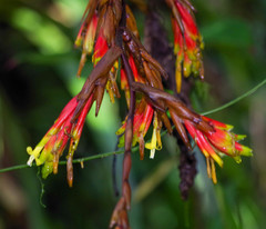 Guzmania garciaensis