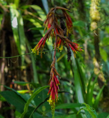 Guzmania garciaensis