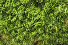 Paraleucobryum longifolium