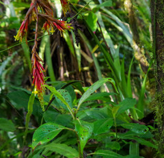Guzmania garciaensis