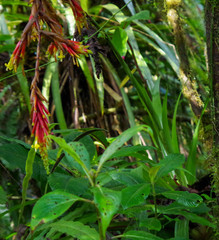 Guzmania garciaensis