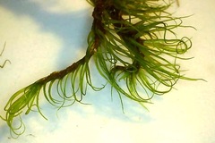 Paraleucobryum longifolium