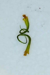 Paraleucobryum longifolium