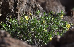 Helianthemum thymiphyllum