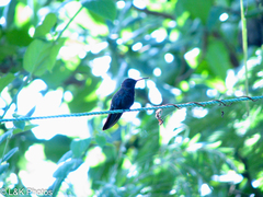 Anthracothorax mango