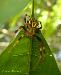 Araneus venatrix