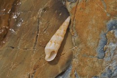 Terebridae