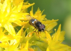 Copestylum marginatum